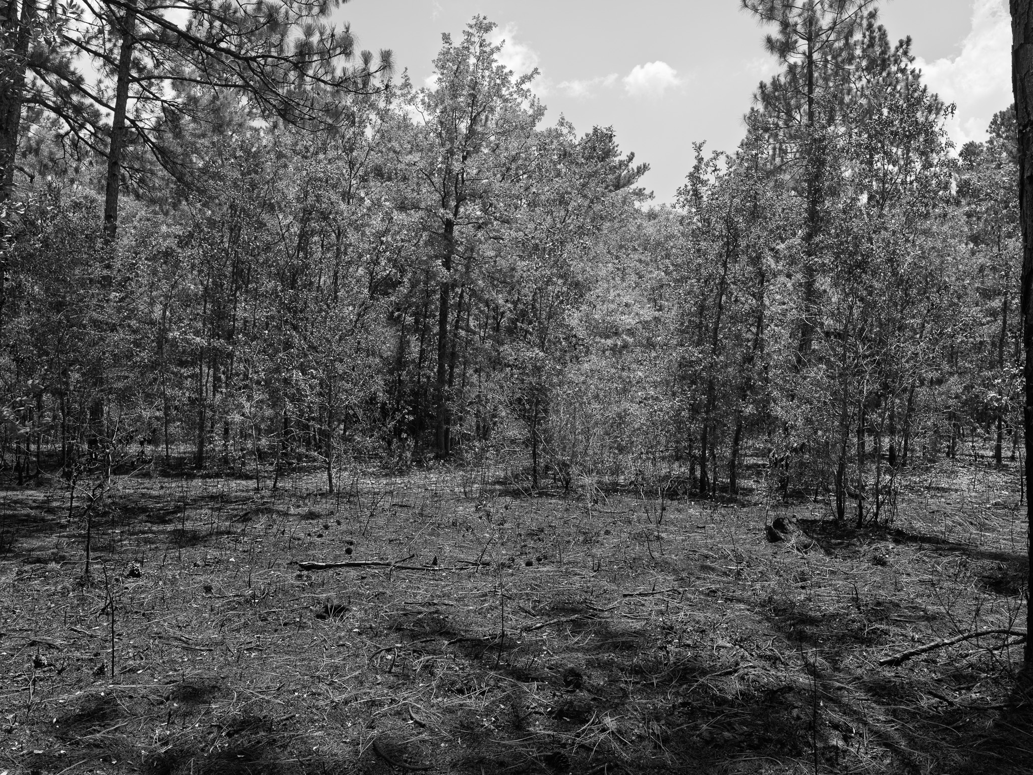 Ohoopee Dunes Wildlife Management Area 4