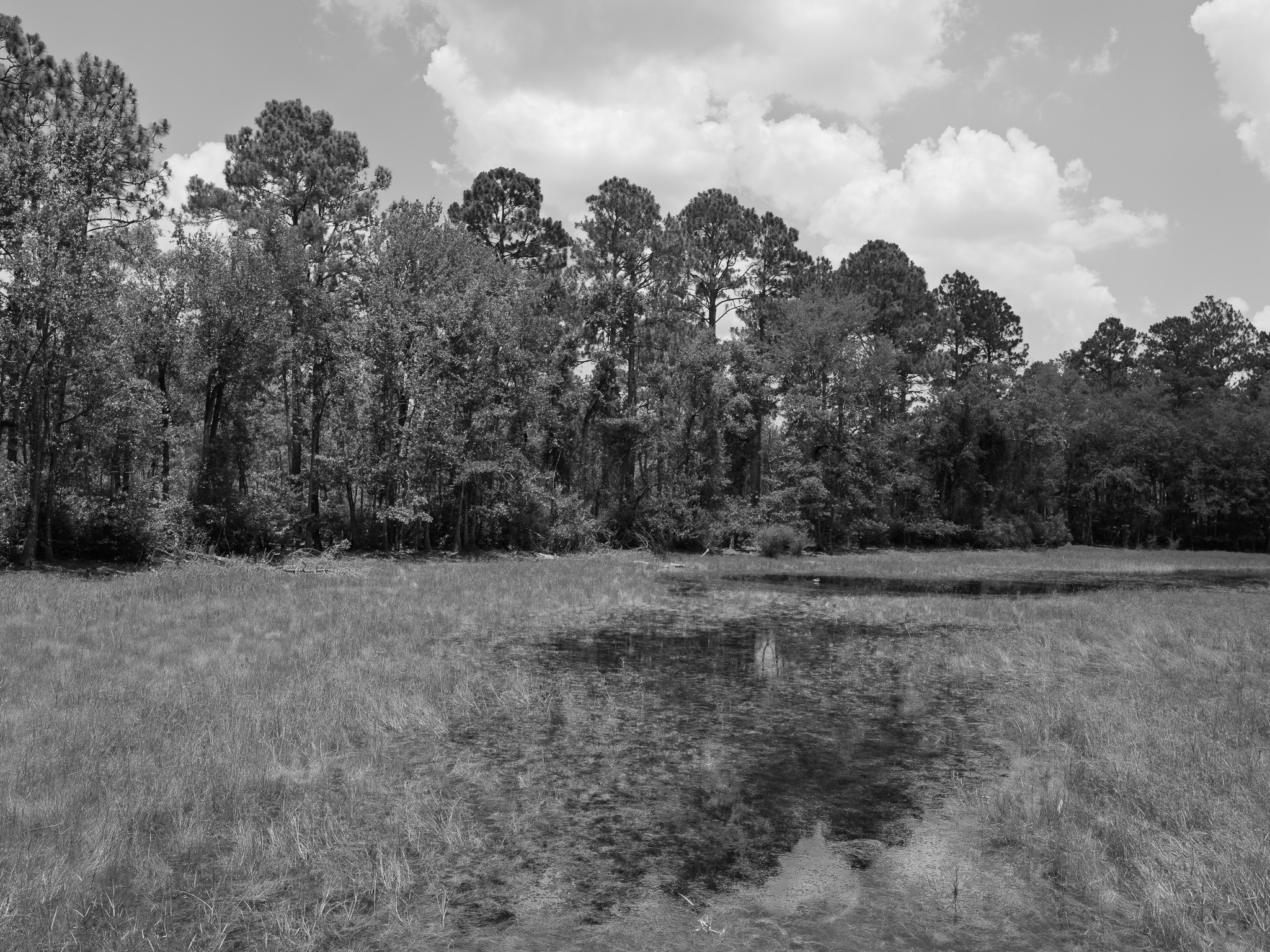 Ohoopee Dunes Wildlife Management Area 6