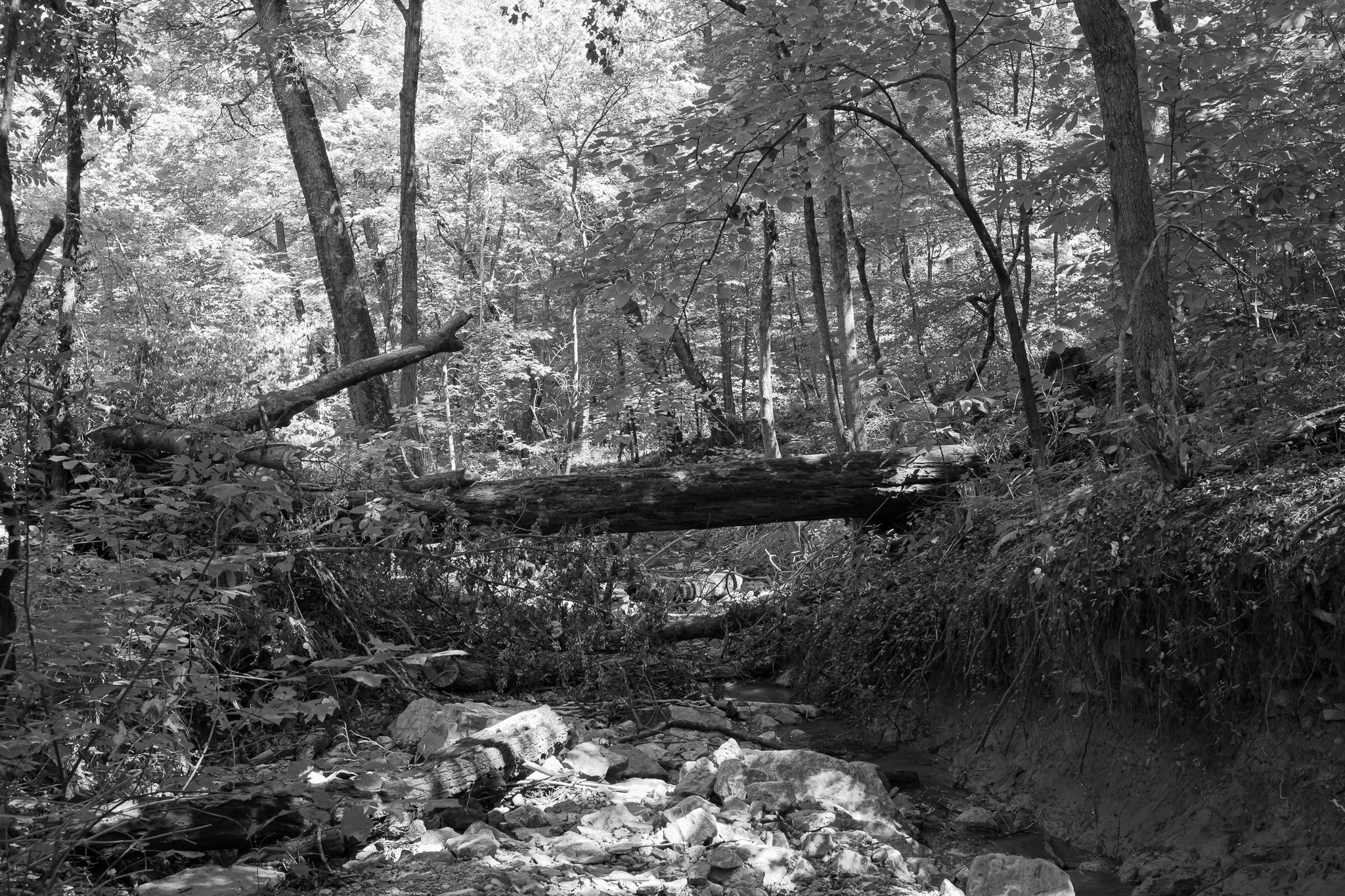 Otto Armleder Memorial Park III