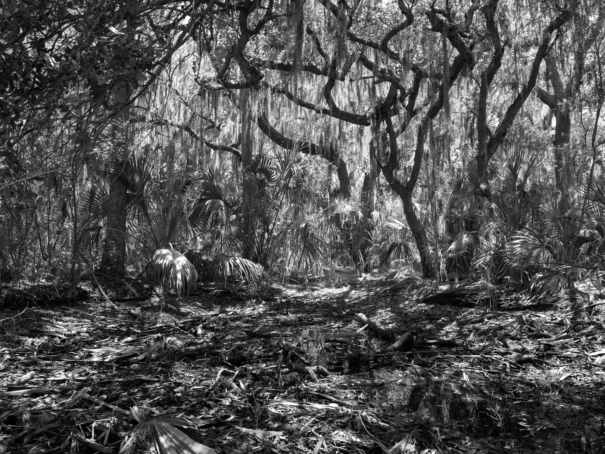 Pinckney Island National Wildlife Refuge 3