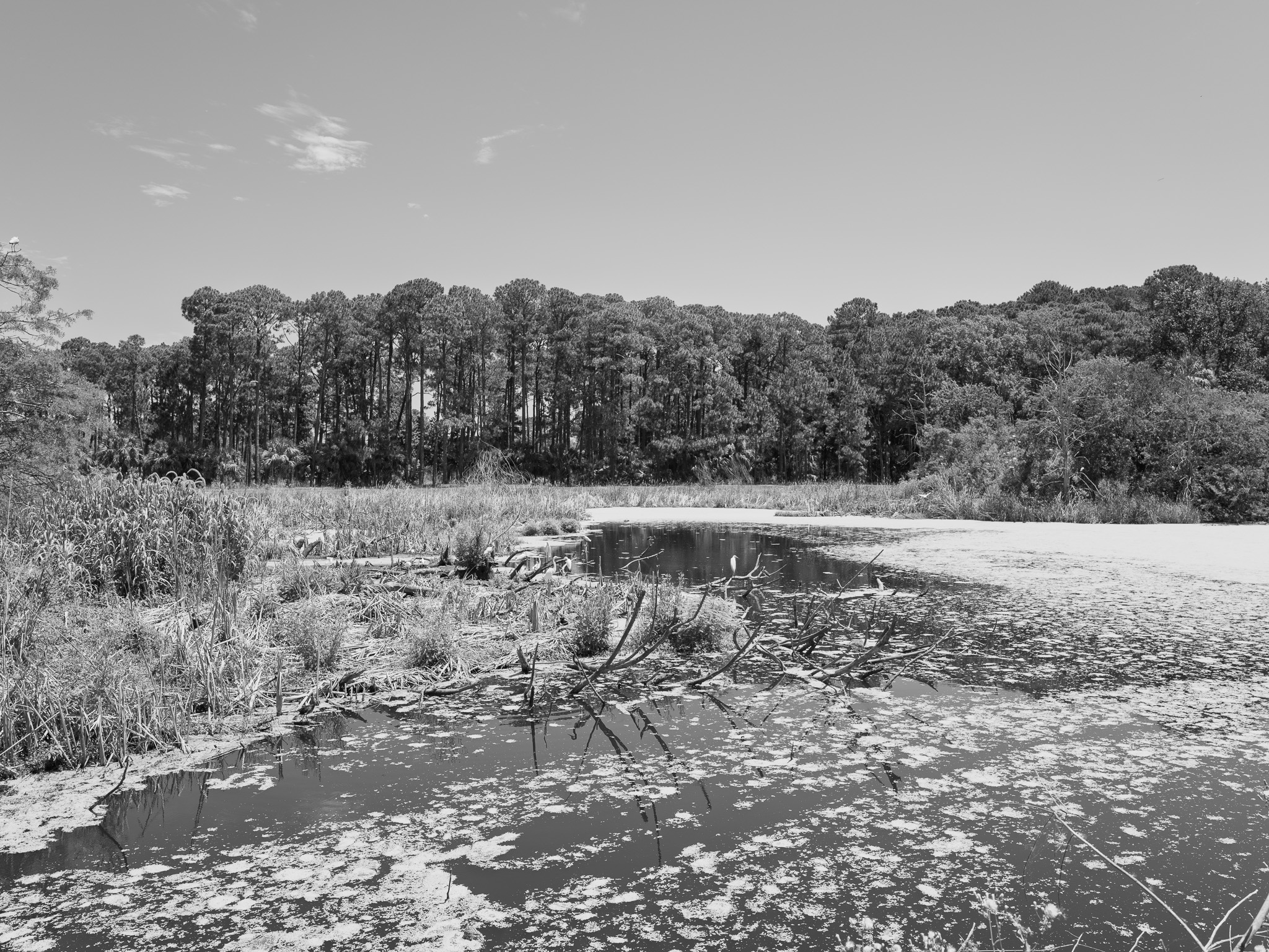 Pinckney Island National Wildlife Refuge 4