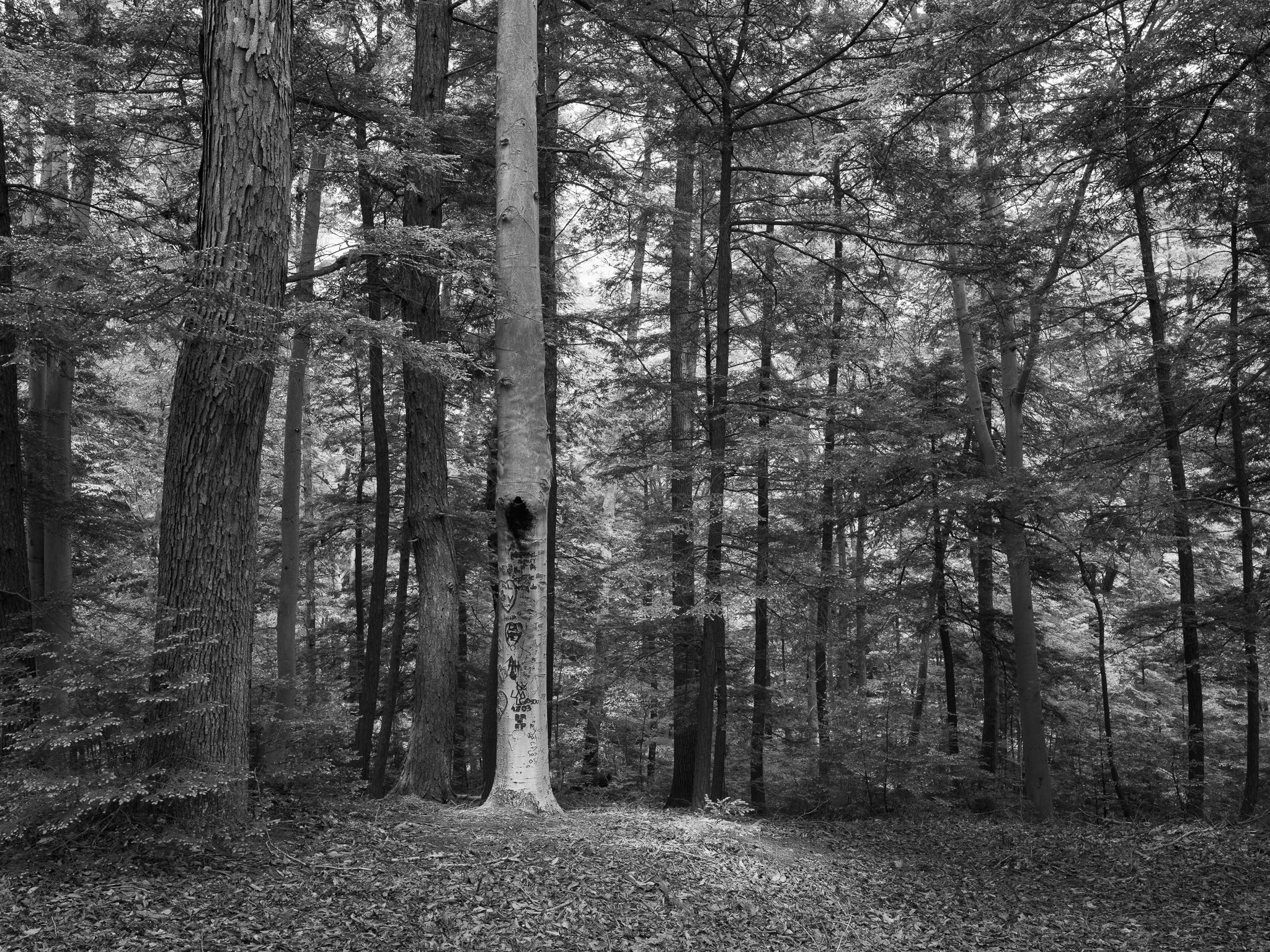 Pine Hills Nature Preserve 3