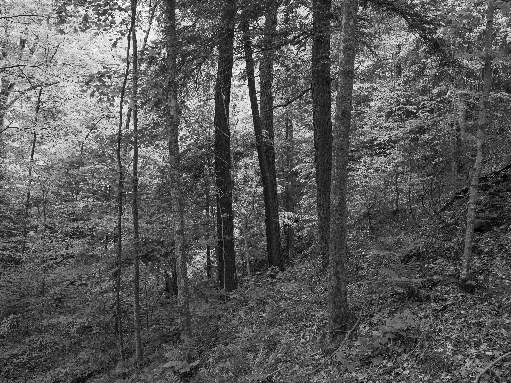 Pine Hills Nature Preserve 6