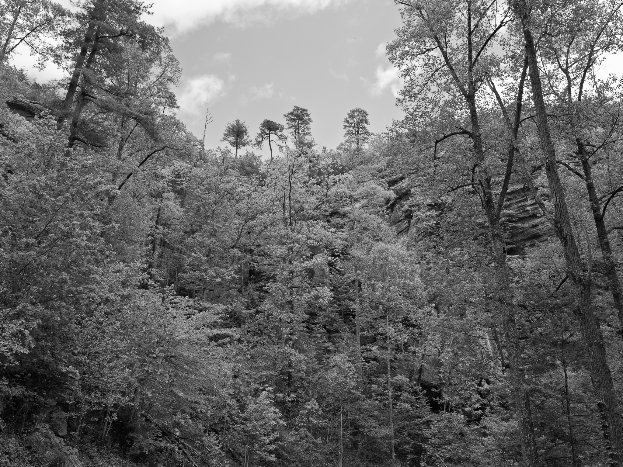 Red River Gorge Geological Area X