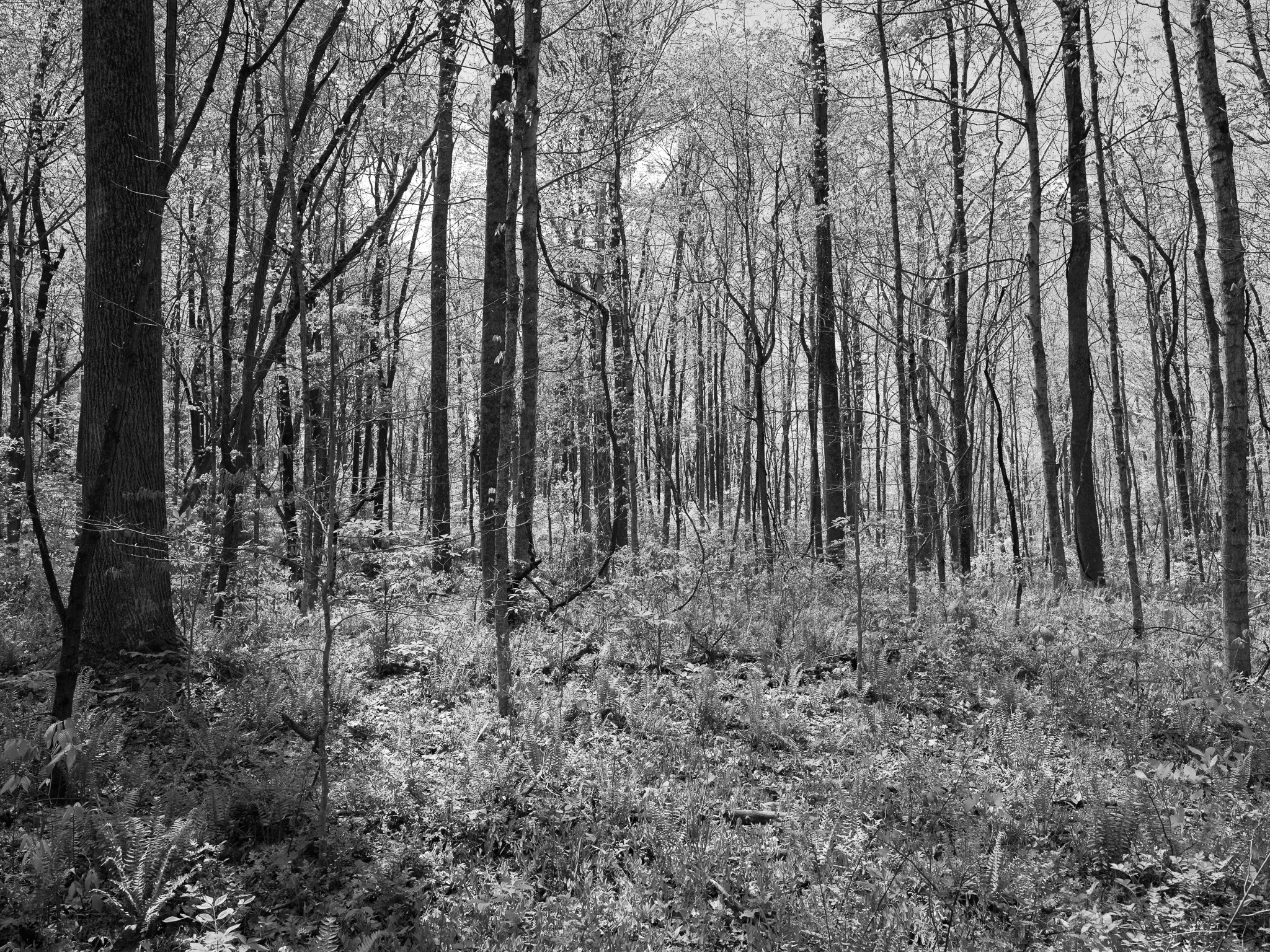 Rocky Fork State Park I