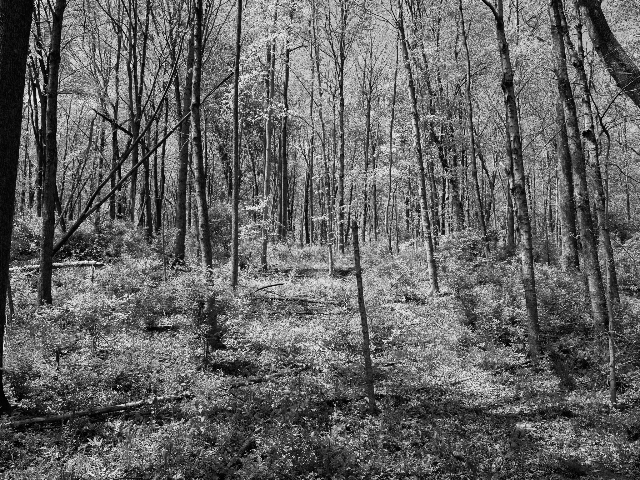 Rocky Fork State Park II