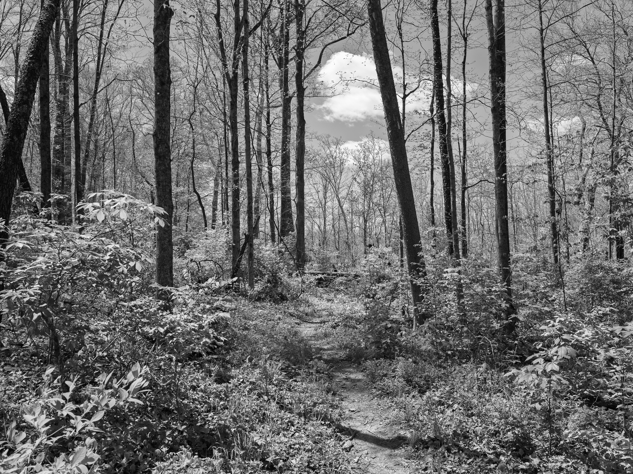 Rocky Fork State Park III
