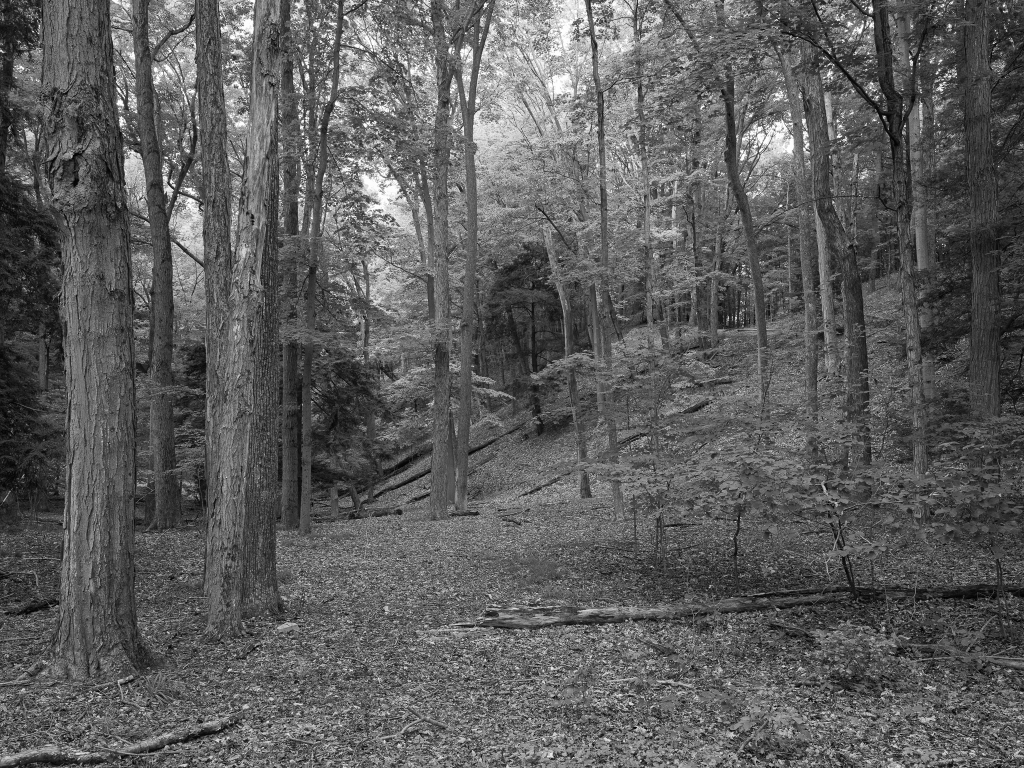 Saugatuck Dunes State Park 1