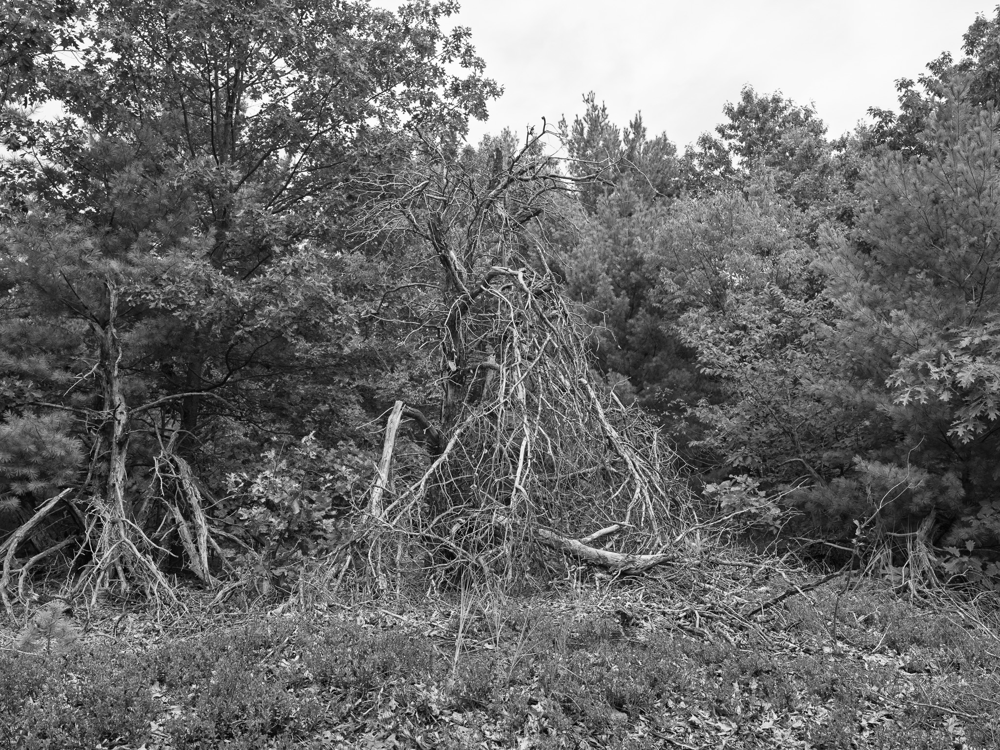 Saugatuck Dunes State Park 2