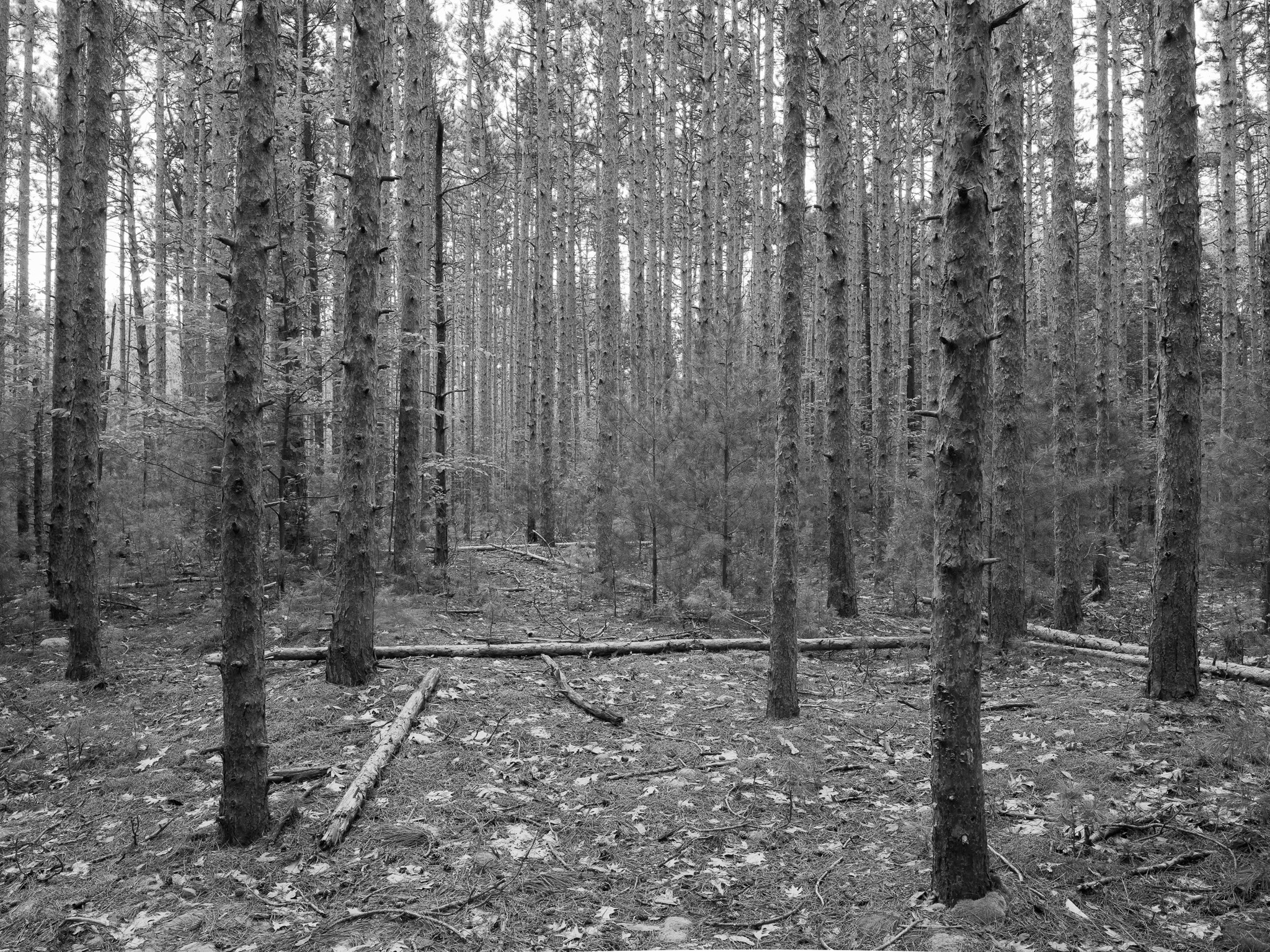 Saugatuck Dunes State Park 8