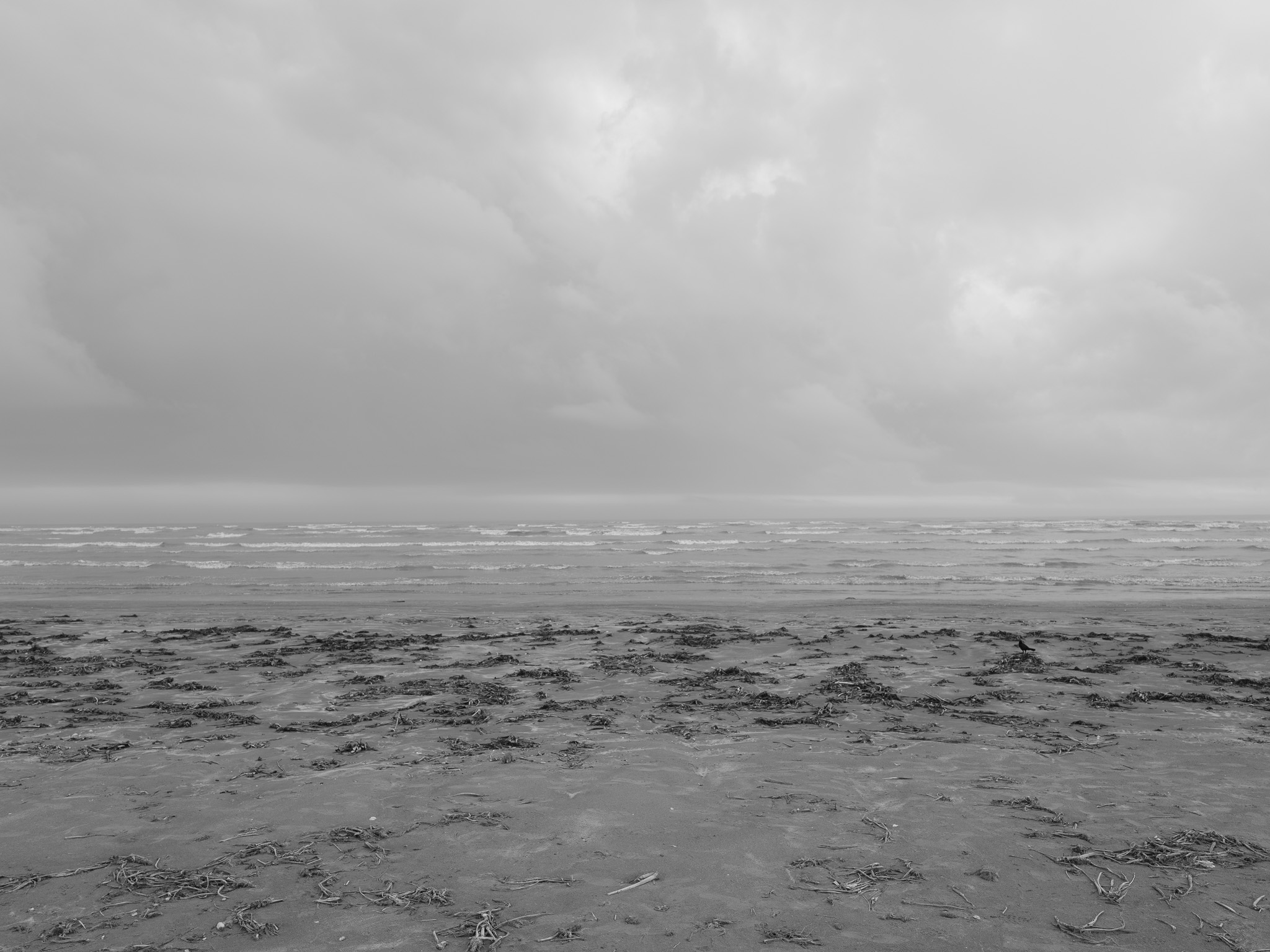 Sea Rim State Park I