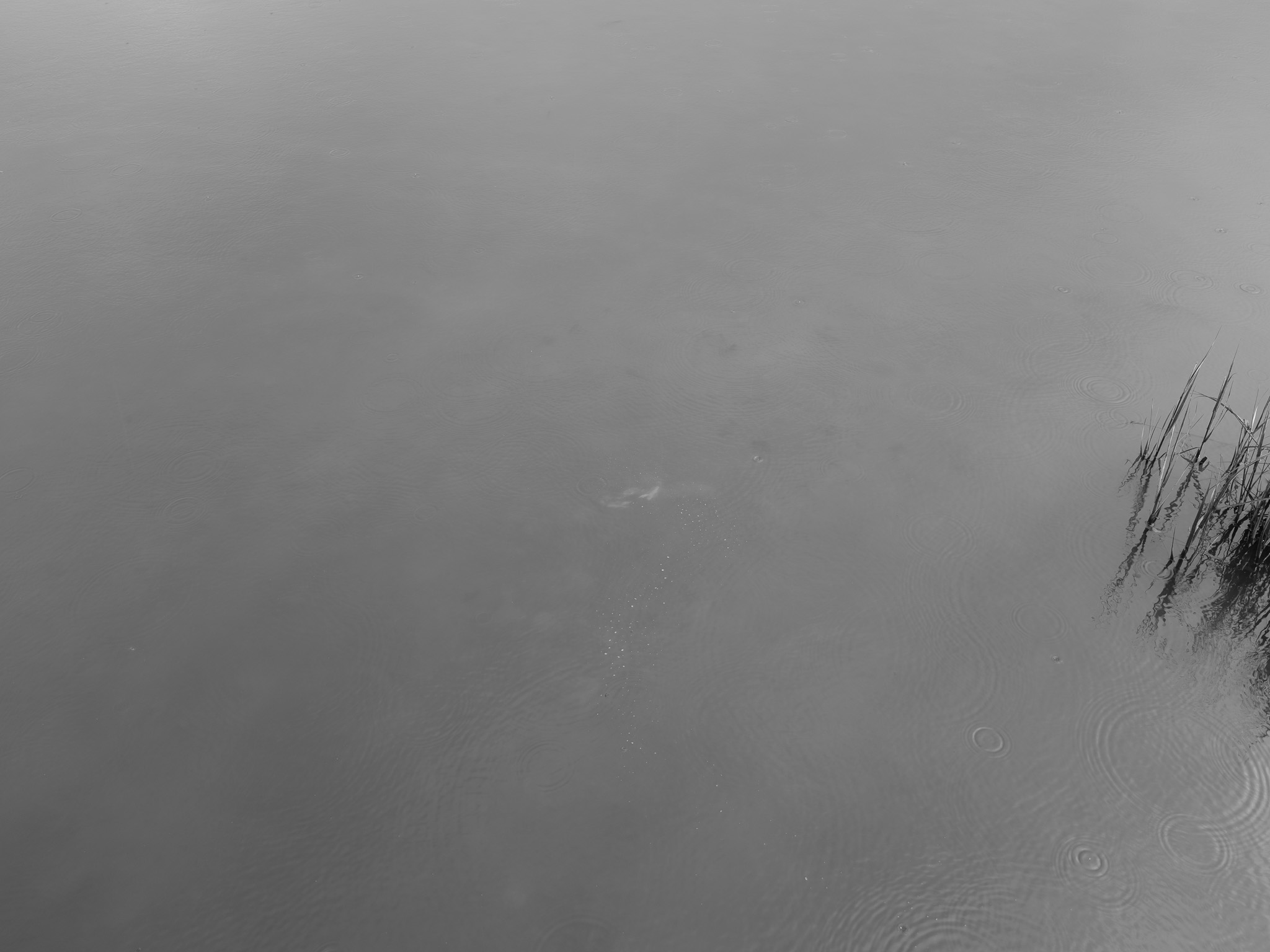 Sea Rim State Park II