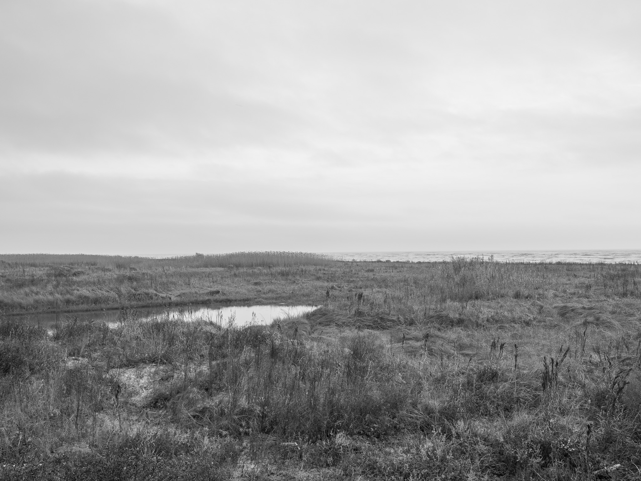 Sea Rim State Park IV