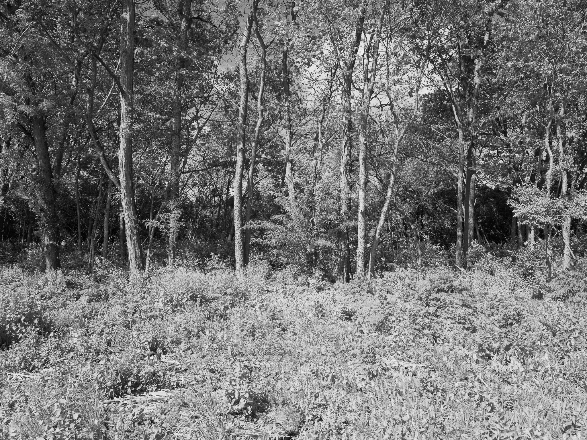 Seip Earthworks II