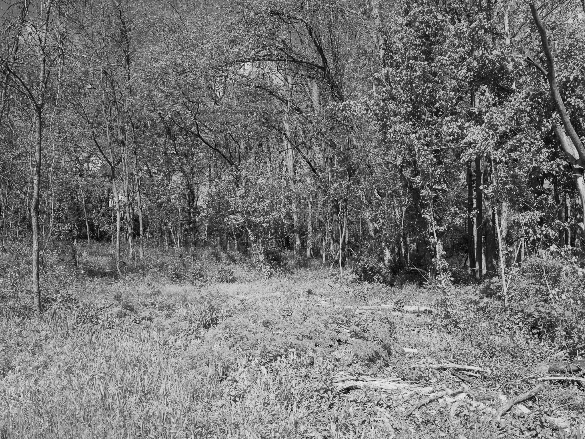 Seip Earthworks III