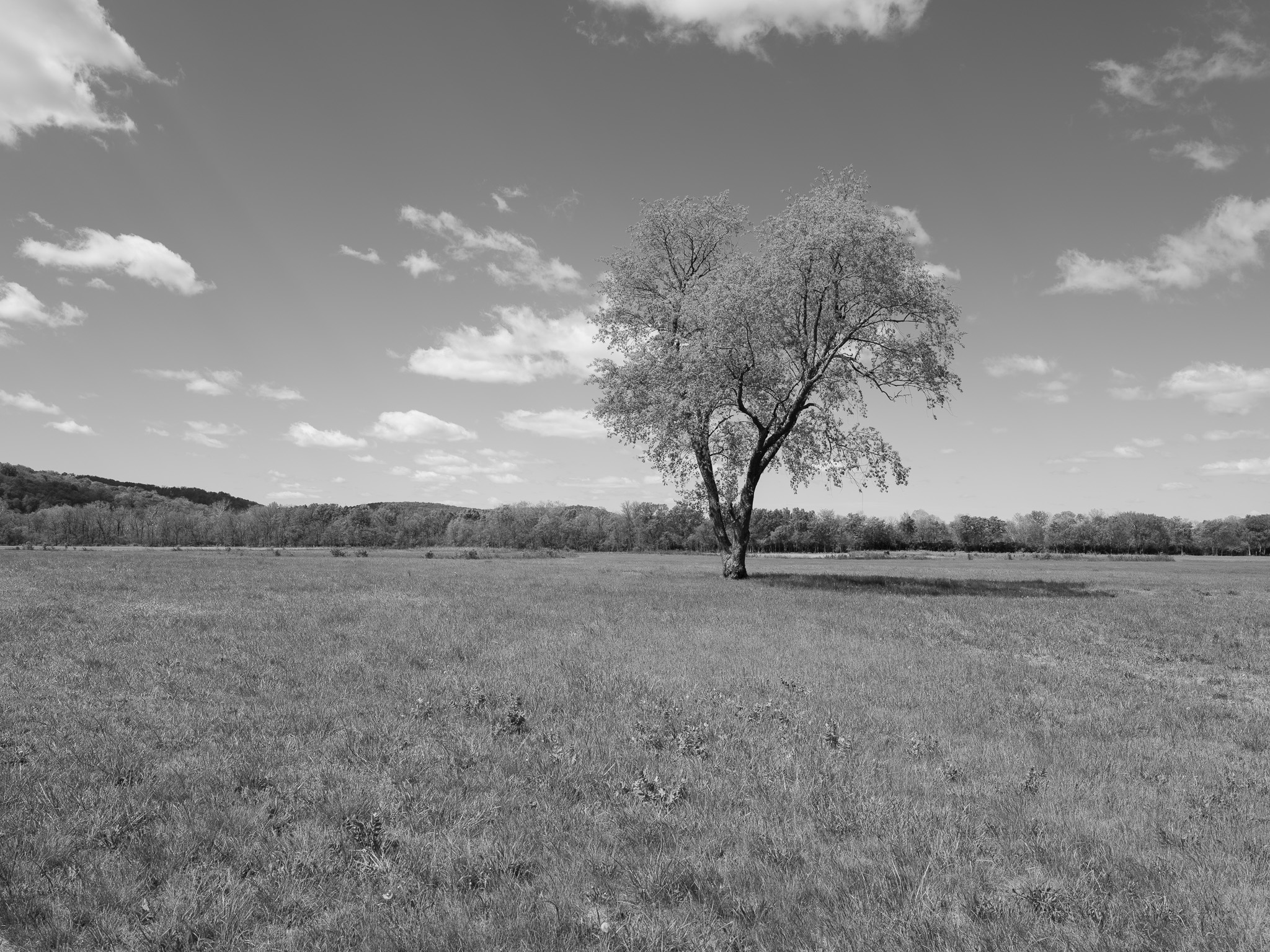 Seip Earthworks VII