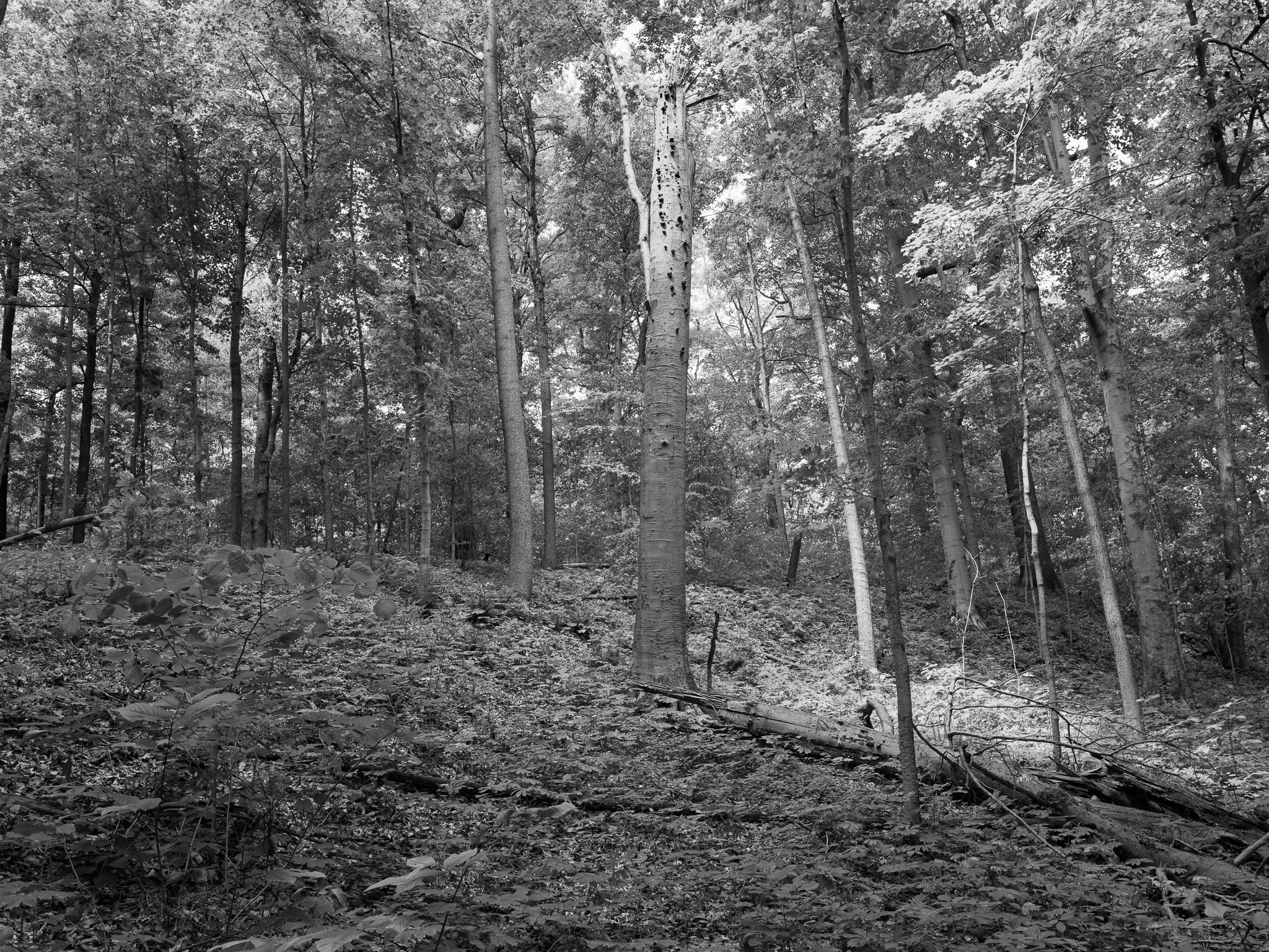 Shades State Park 1