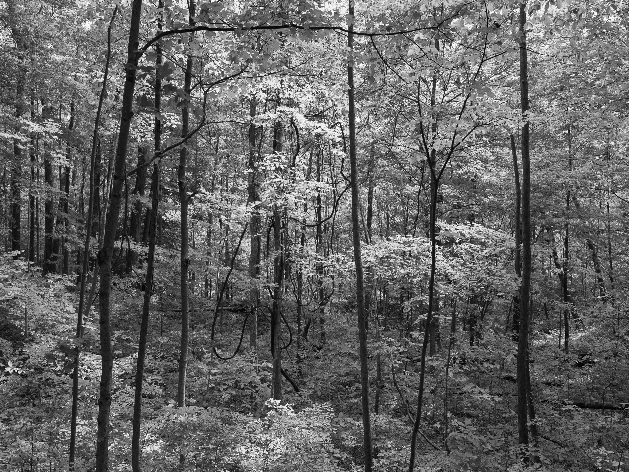 Shades State Park 2