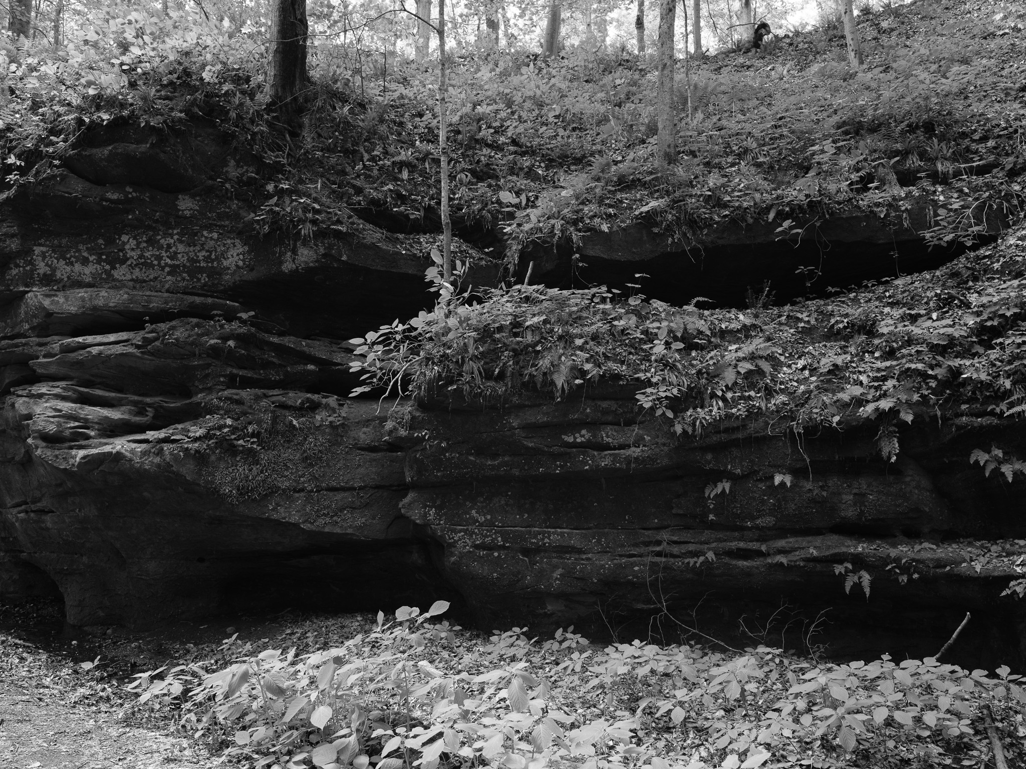 Shades State Park 7