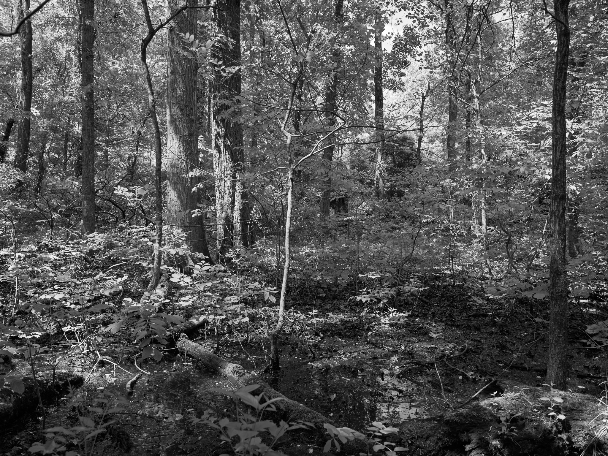 St. Anne's Woods and Wetlands III