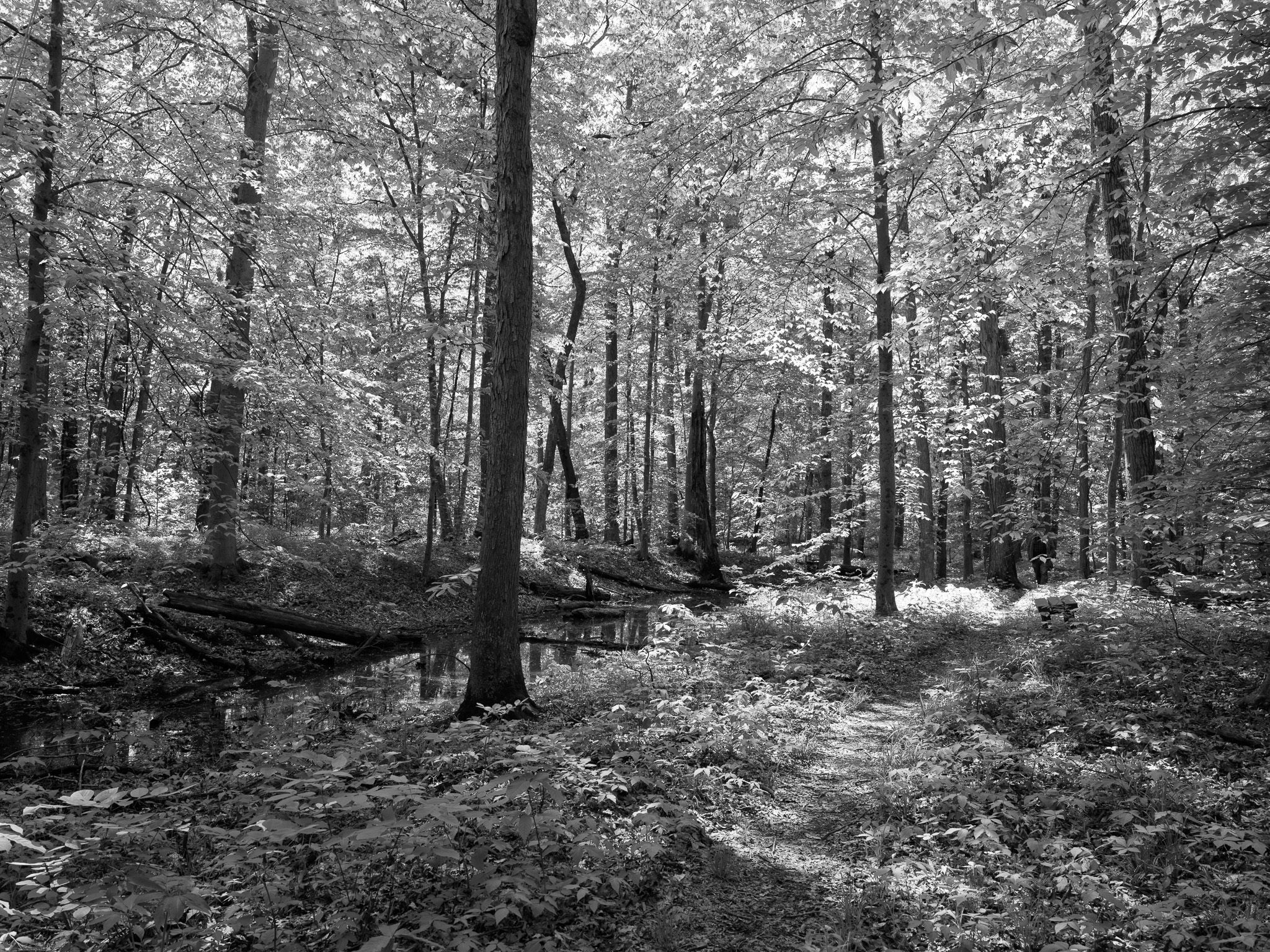 St. Anne's Woods and Wetlands V