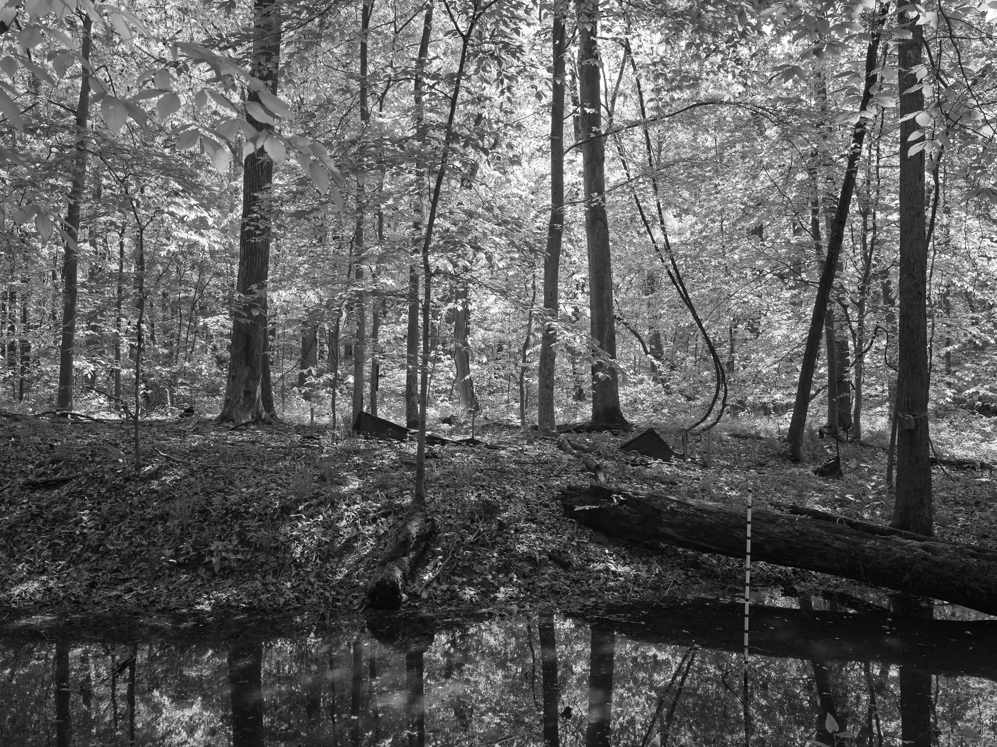 St. Anne's Woods and Wetlands VI