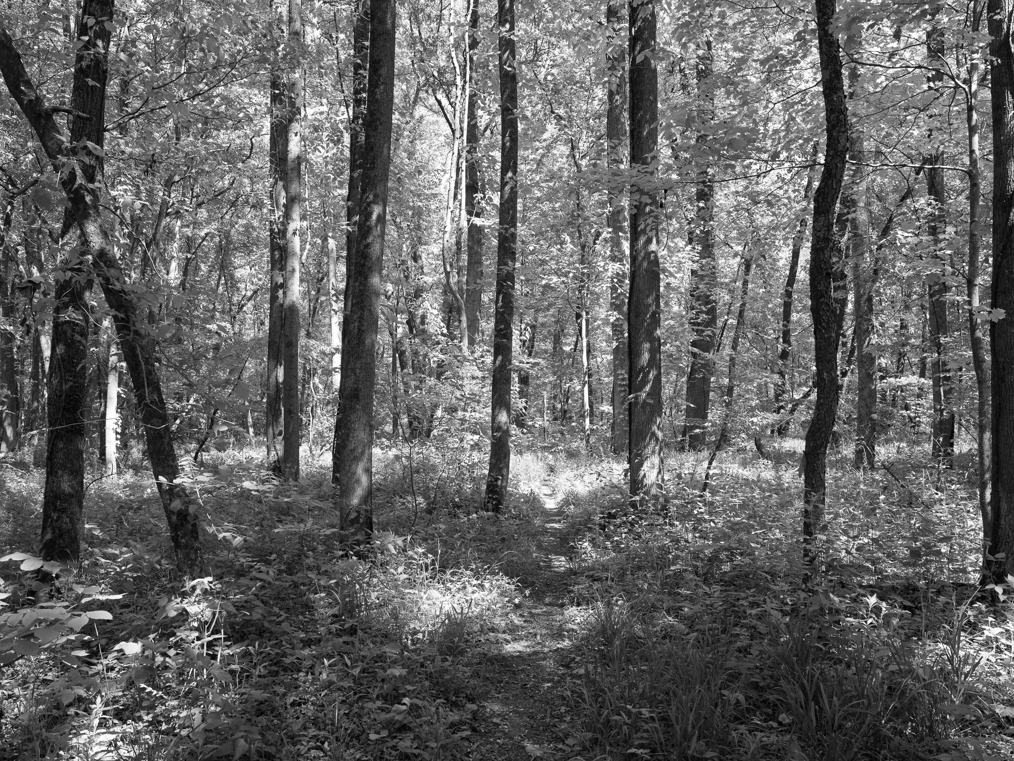 St. Anne's Woods and Wetlands IX