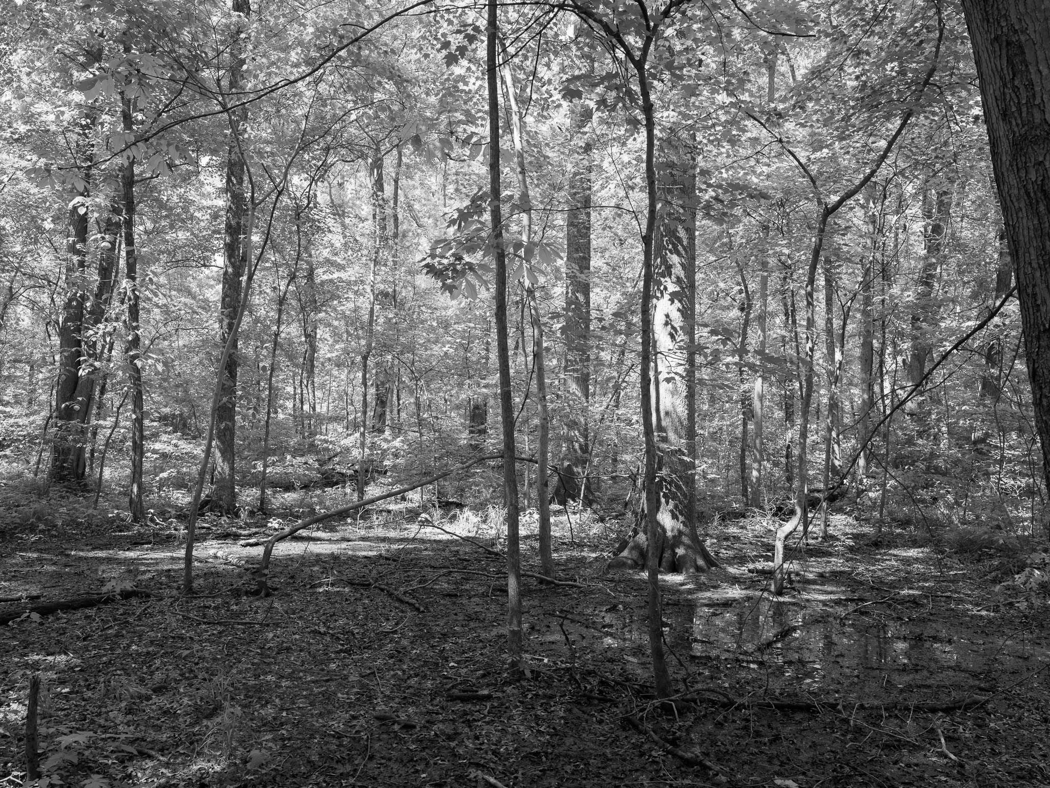 St. Anne's Woods and Wetlands X
