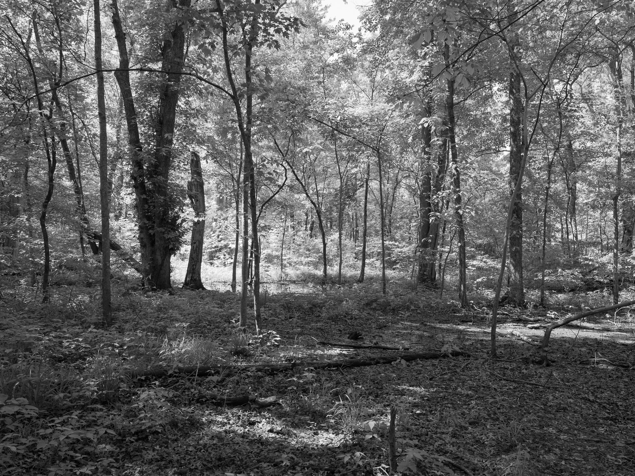 St. Anne's Woods and Wetlands XI