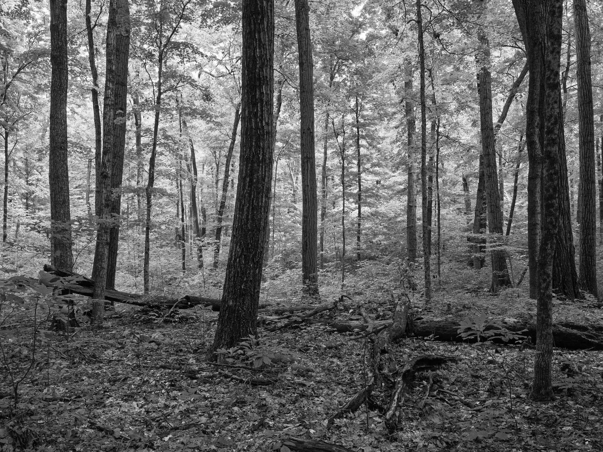 Versailles State Park 4