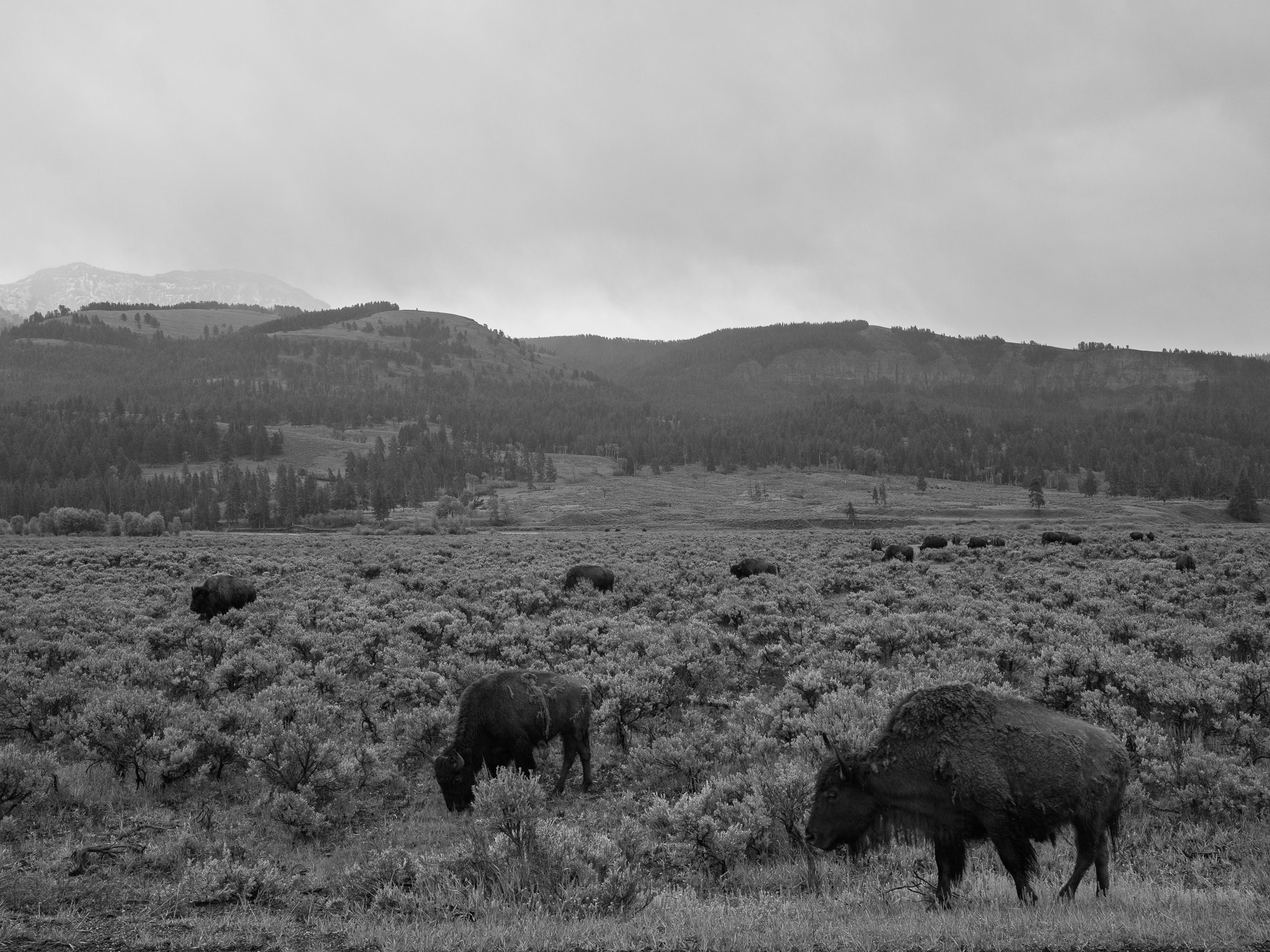 Yellowstone National Park 1