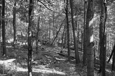 Bender Mountain Nature Preserve 3