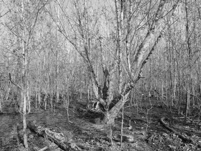 Big Bone Lick State Historic Site 8