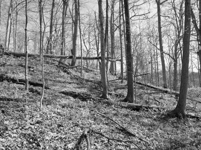 Dinsmore Woods State Nature Preserve 1