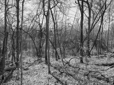 Dinsmore Woods State Nature Preserve 2