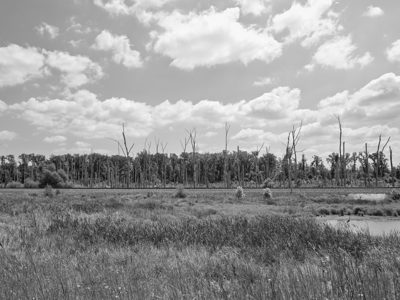 Eagle Marsh Nature Preserve 3