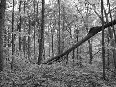 Edge of Appalachia Preserve 2