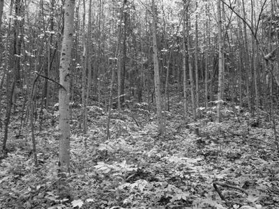 Edge of Appalachia Preserve 12