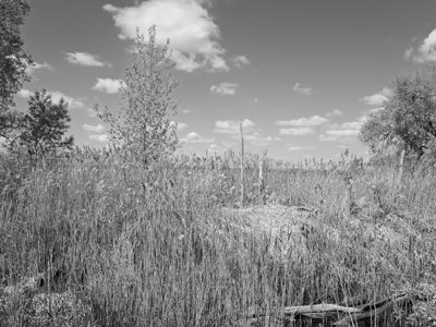 Magee Marsh Wildlife Area 2