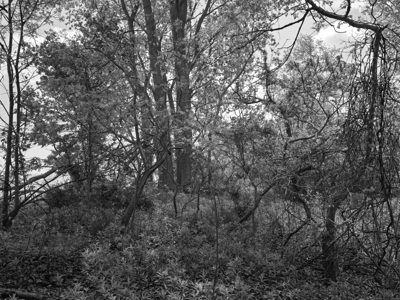 Magee Marsh Wildlife Area 7