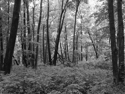 Maquoketa Caves State Park 1