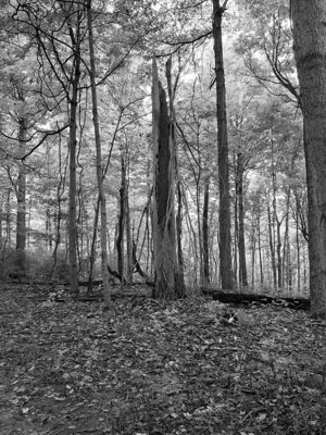 Mount Airy Forest 1