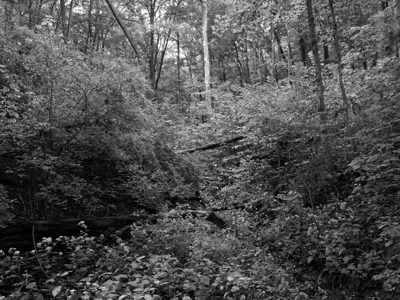 Mount Airy Forest 2