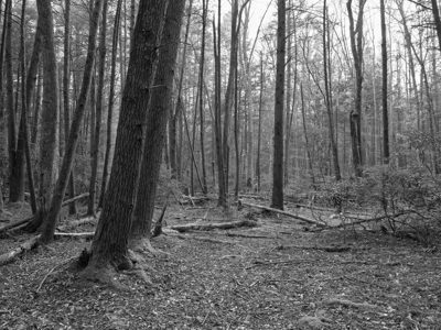 New River Gorge National Park and Preserve 5