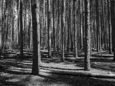 Oak Openings Metropark 2