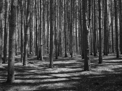 Oak Openings Metropark 3
