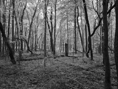 Oak Openings Metropark 5