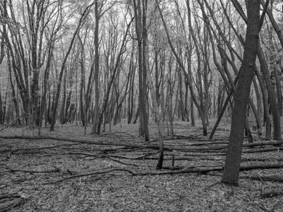 Oak Openings Metropark 7