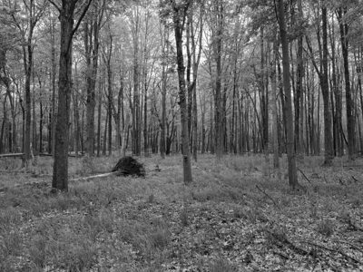 Oak Openings Metropark 8