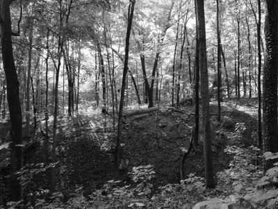 Parker Woods 1
